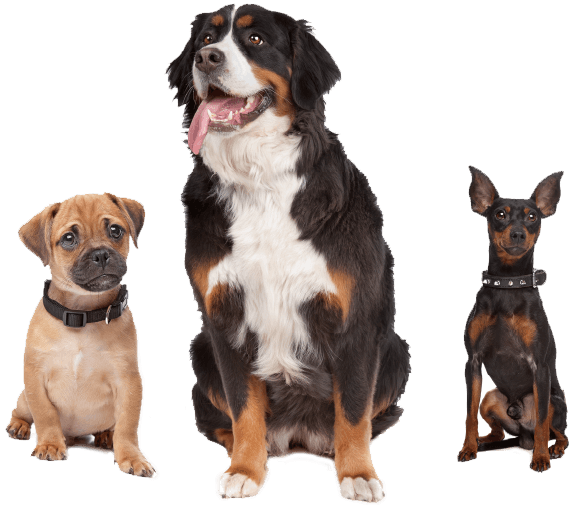 https://www.mercury-s.hr/wp-content/uploads/2019/07/inner_image_01.png